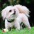 Image result for Tan and White Maltipoo