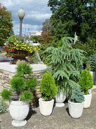 Image result for Ornamental Potted Trees Evergreen
