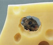 Image result for Mouse Eating Cheese