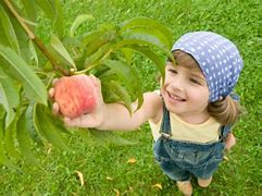Image result for Pick Up Fruit Farm Near Me
