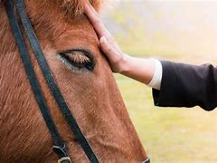 Image result for Horse Face People