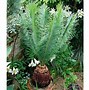 Image result for Ancient Plants