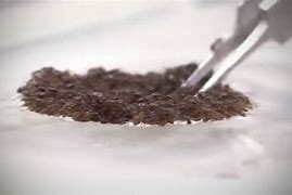 Image result for Ants Make a Raft