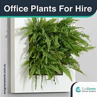 Image result for Commonly Asked Questions Plant