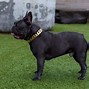 Image result for Rose Gold Cuban Link Dog Collar