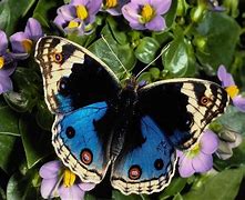 Image result for Beautiful Insects