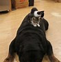Image result for Funny Weird Cute Animals