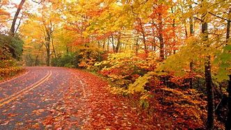 Image result for Fall Nature Desktop Themes