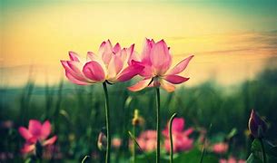 Image result for Flowers HD Wallpaper Widescreen 1920X1080