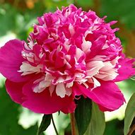 Image result for Lowe's Perennial Flowers