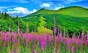 Image result for Beautiful Flower Scenery