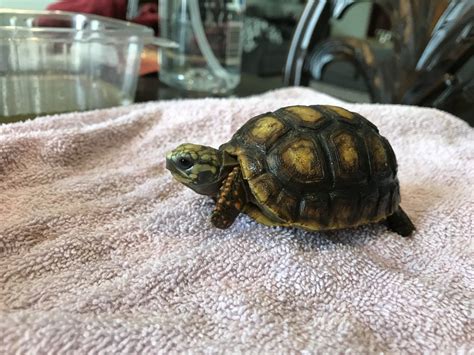 Full Grown Red Foot Tortoise Size   Risala Blog