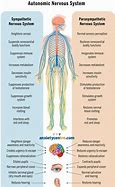 Image result for Anxiety Anatomy