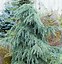 Image result for Pic of Cedar Tree