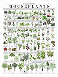 Image result for House Plant Identification Chart