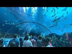 Image result for Underground Atlanta Georgia Aquarium