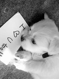 Image result for Puppy Love Quotes