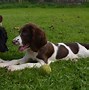 Image result for English Springer Spaniel Puppies