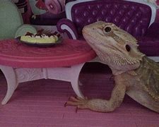 Image result for Bearded Dragon Barbie