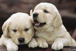 Image result for Cute Puppy Wallpapers for Tablet