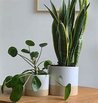 Image result for Large Indoor Plant Pots