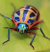 Image result for Portraits of Cool Bugs
