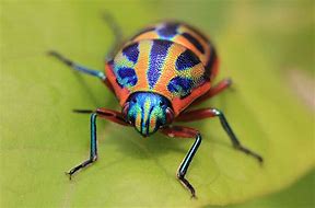 Image result for Really Cool Bugs