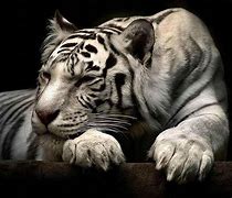 Image result for Beautiful White Tiger Wallpaper
