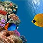 Image result for Desktop Aquariums