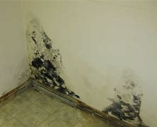 Image result for Mold Removal Entire House