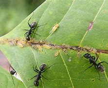 Image result for Do Ants Eat Aphids