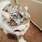 Image result for Tin Foil Hat for Cats