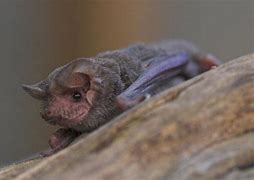 Image result for picture of a mexican free tailed bat