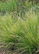 Image result for 1 Gallon - Little Miss Grass - A Colorful Ornamental Grass For Colder Climates, Outdoor Plant