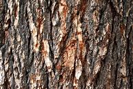 Image result for Tree Bark Images