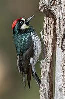 Image result for Acorn Woodpecker Art