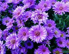 Image result for Purple Flower Wallpaper