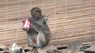 Image result for Monkey Drinking Coke