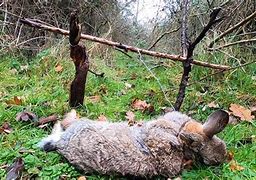 Image result for Bunny Snare
