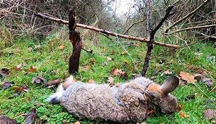 Image result for Snaring Rabbits