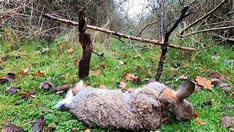 Image result for Alaska Rabbit Snare