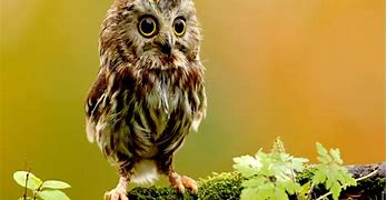Image result for Owl Wallpapers for Kindle Fire