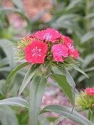 Image result for Dianthus Sweet Series Coral