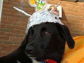 Image result for Dog with Tin Foil Hat