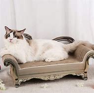 Image result for Cat Scratching Sofa