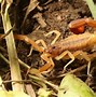 Image result for Most Deadliest Scorpion in India
