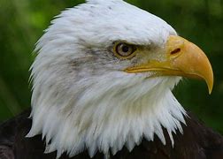 Image result for Linda Ronstadt and the Eagles