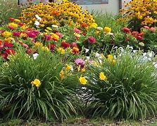Image result for Drought Resistant Plants
