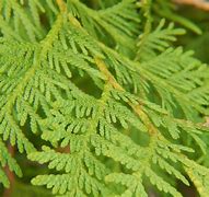 Image result for Cedar Foliage