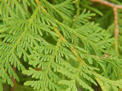 Image result for Cedar Tree Leaves